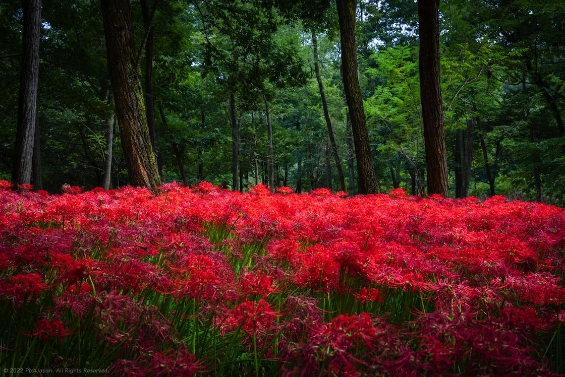Kinchakuda - Red Spider Lilies — Pix4Japan